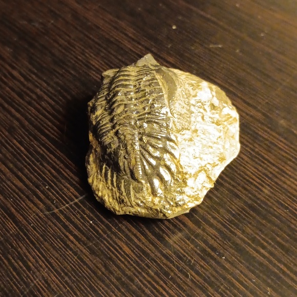 TRILOBITE FOSSIL - Picture 2 of 5